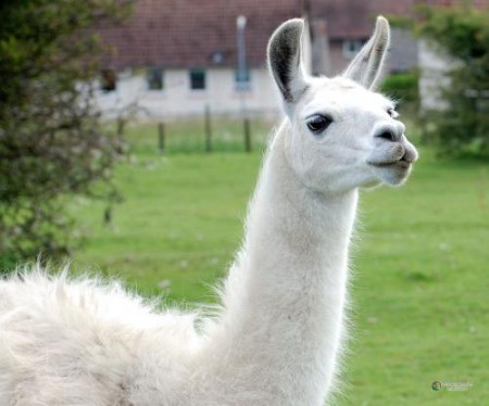 LLAMA GLAMA:Hbita en el Antiplano, cordilleras en terrenos secos y pedregosos. 